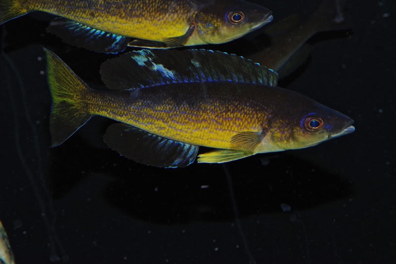 Cyprichromis microlepidotus 'Milima Island'